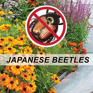 Insect control- Japanese beetles